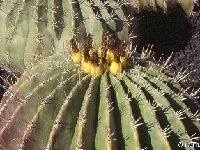 Ferocactus pottsii NK -088.jpg